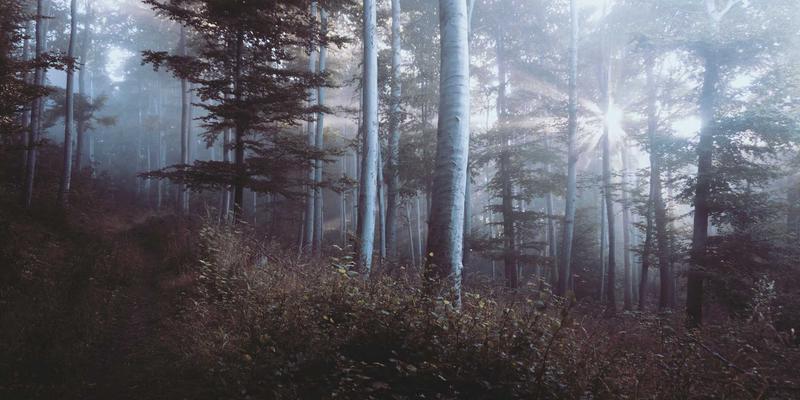 从9613IT到Zen IT：技术支持的演进与未来服务新范式